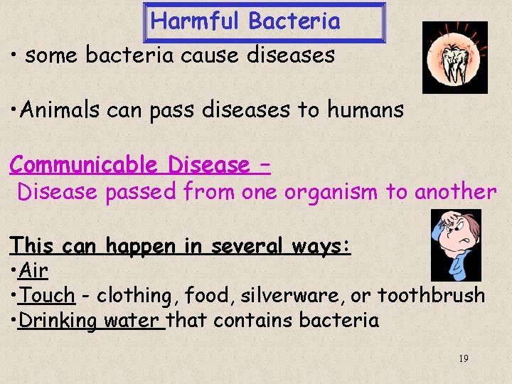 Harmful Bacteria • some bacteria cause diseases • Animals can pass diseases to humans