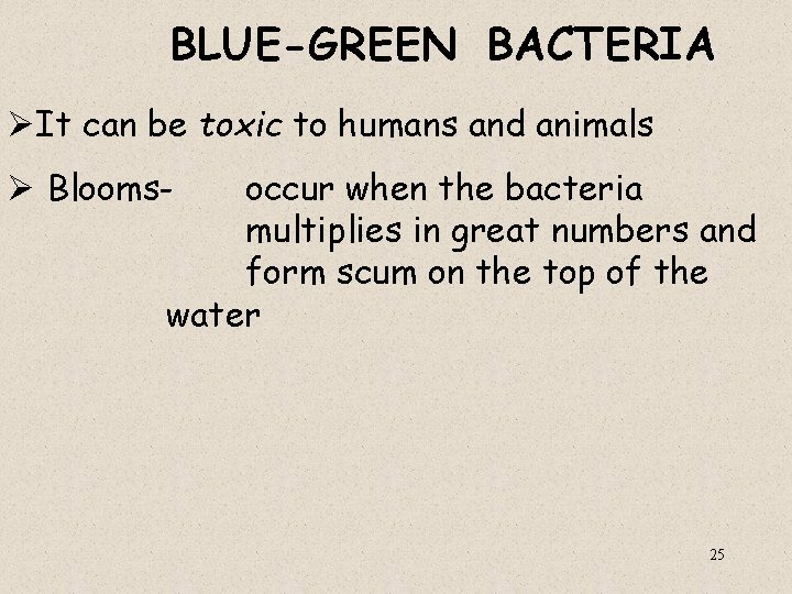 BLUE-GREEN BACTERIA ØIt can be toxic to humans and animals Ø Blooms- occur when