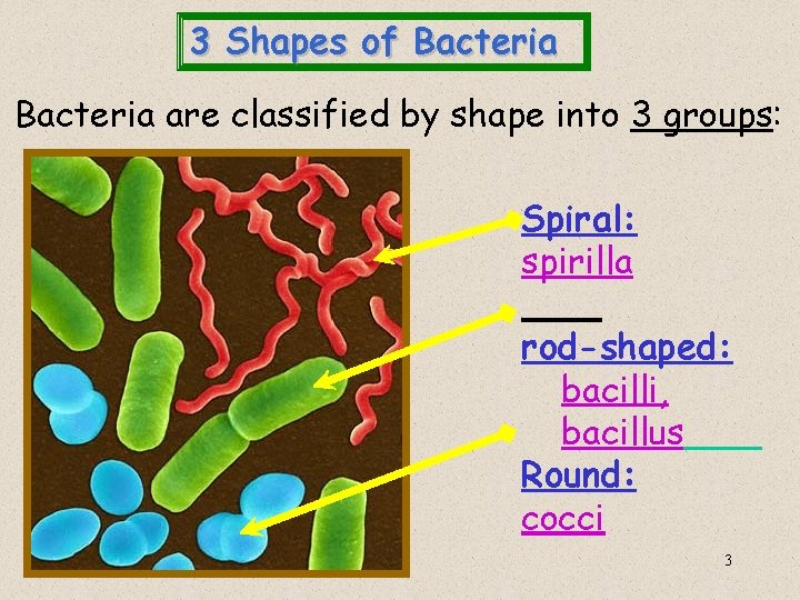 3 Shapes of Bacteria are classified by shape into 3 groups: Spiral: spirilla rod-shaped: