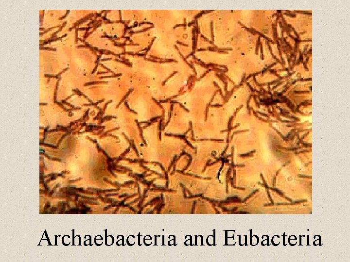 Archaebacteria and Eubacteria 