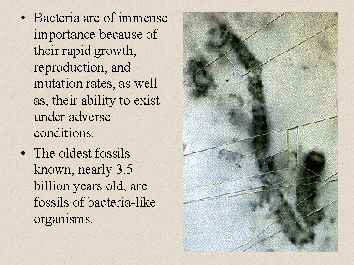  • Bacteria are of immense importance because of their rapid growth, reproduction, and