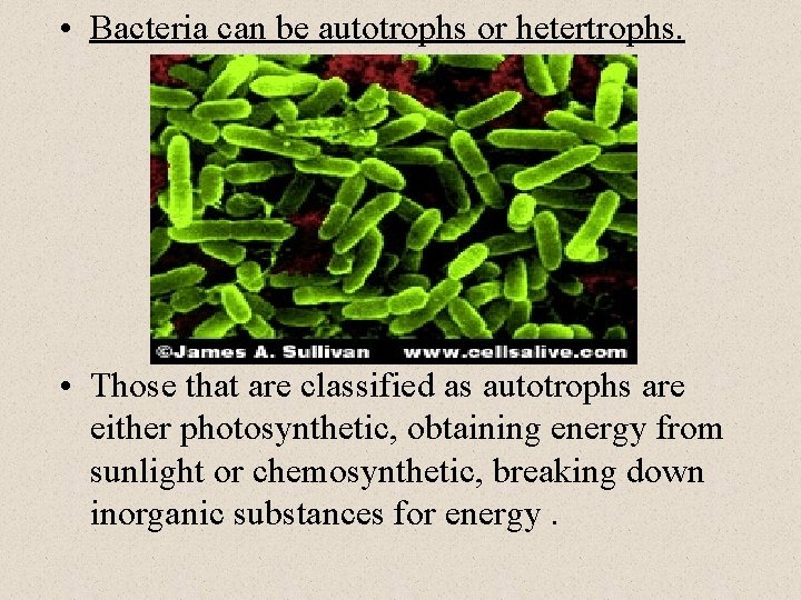  • Bacteria can be autotrophs or hetertrophs. • Those that are classified as