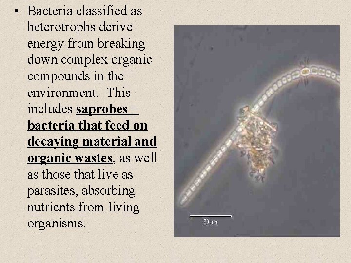 • Bacteria classified as heterotrophs derive energy from breaking down complex organic compounds