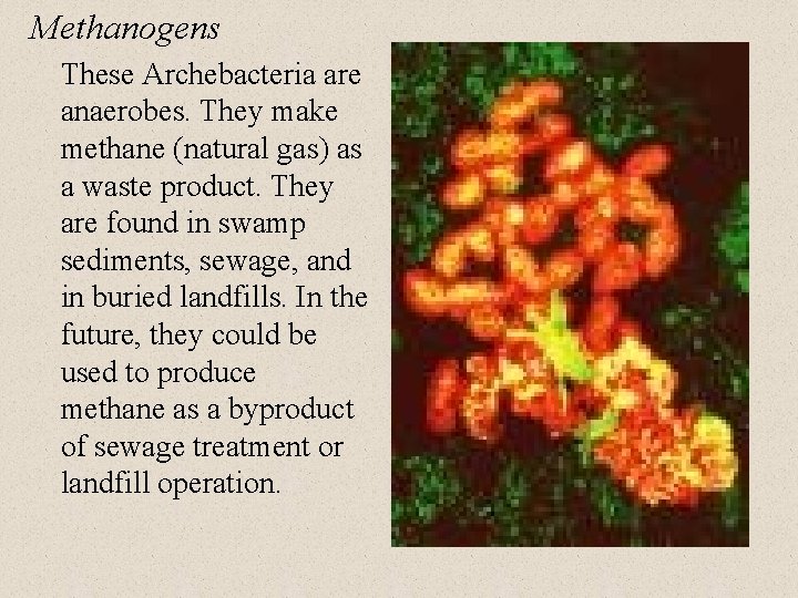 Methanogens These Archebacteria are anaerobes. They make methane (natural gas) as a waste product.