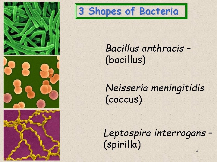 3 Shapes of Bacteria Bacillus anthracis – (bacillus) Neisseria meningitidis (coccus) Leptospira interrogans –