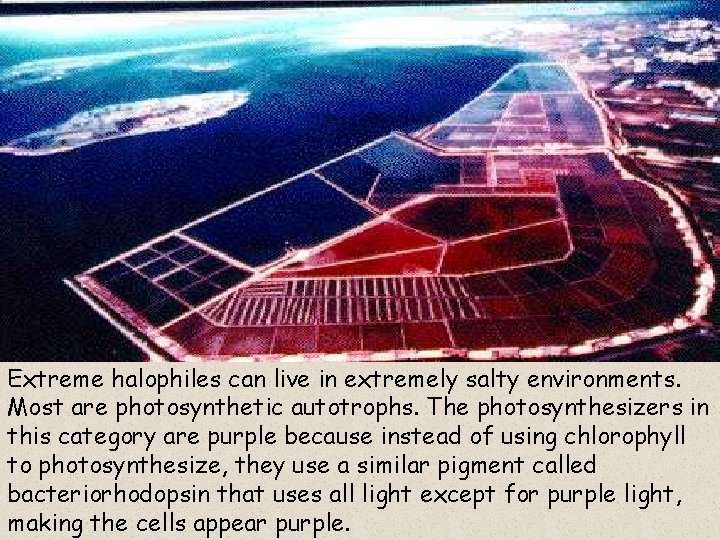 Extreme halophiles can live in extremely salty environments. Most are photosynthetic autotrophs. The photosynthesizers