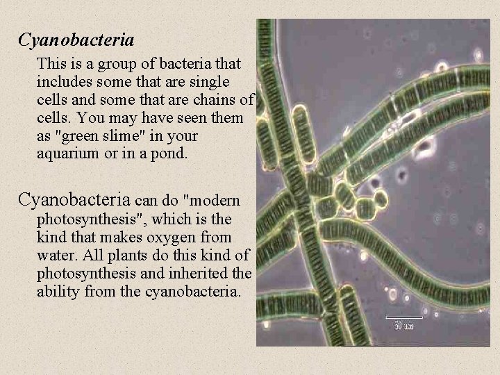 Cyanobacteria This is a group of bacteria that includes some that are single cells
