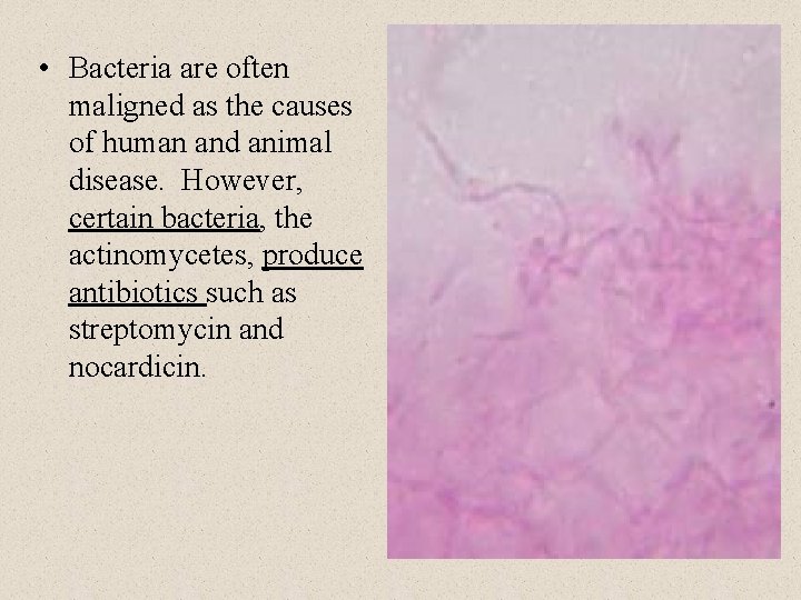  • Bacteria are often maligned as the causes of human and animal disease.