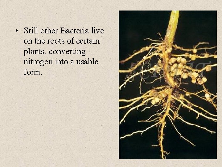  • Still other Bacteria live on the roots of certain plants, converting nitrogen