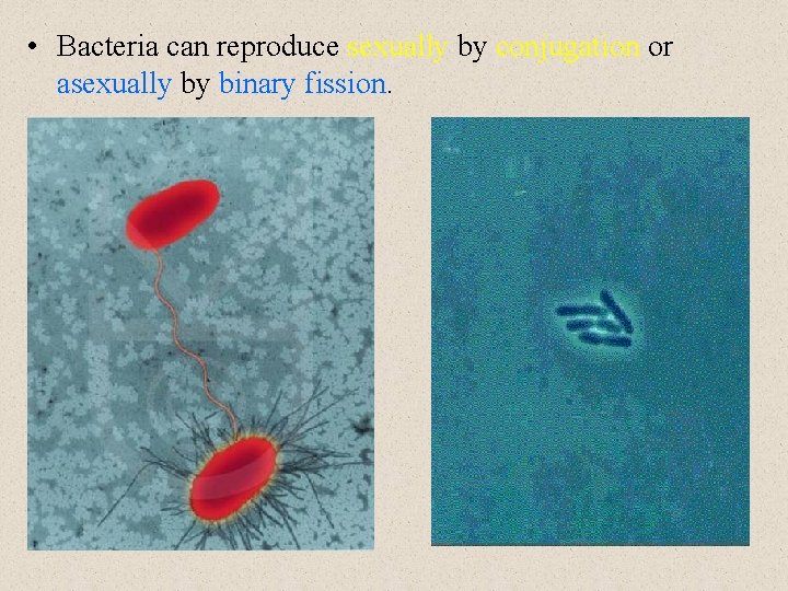  • Bacteria can reproduce sexually by conjugation or asexually by binary fission. 