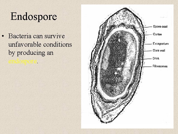 Endospore • Bacteria can survive unfavorable conditions by producing an endospore. 