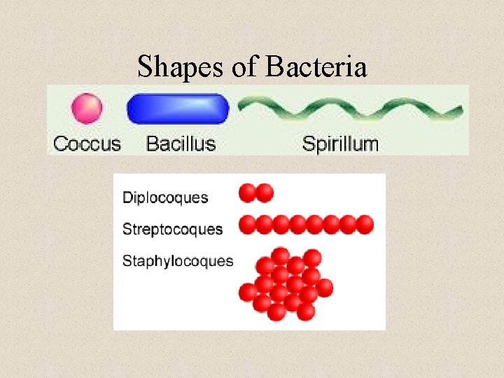 Shapes of Bacteria 