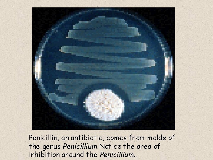 Penicillin, an antibiotic, comes from molds of the genus Penicillium Notice the area of