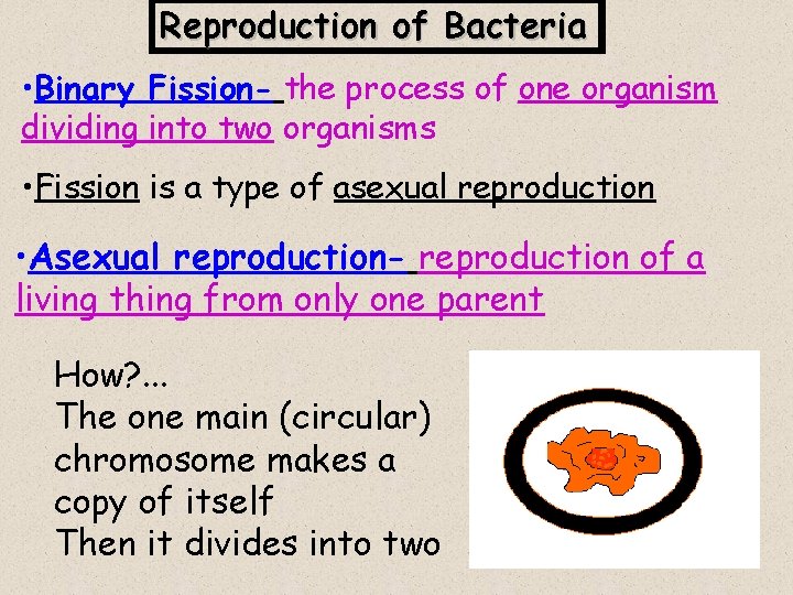 Reproduction of Bacteria • Binary Fission- the process of one organism dividing into two