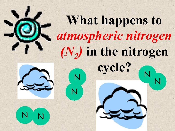 What happens to atmospheric nitrogen (N 2) in the nitrogen cycle? N N N