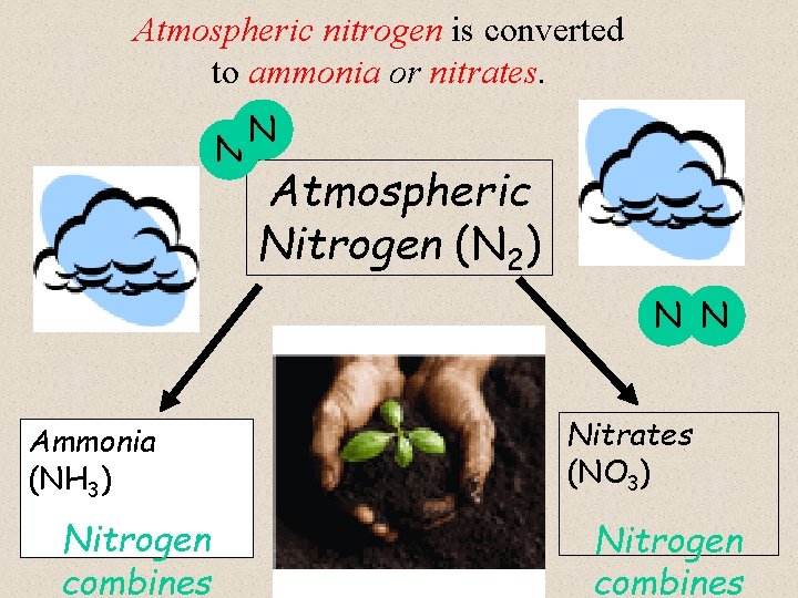 Atmospheric nitrogen is converted to ammonia or nitrates. N N Atmospheric Nitrogen (N 2)