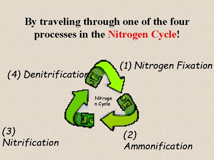 By traveling through one of the four processes in the Nitrogen Cycle! (1) Nitrogen