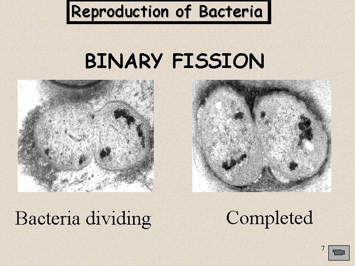 Reproduction of Bacteria BINARY FISSION Bacteria dividing Completed 7 