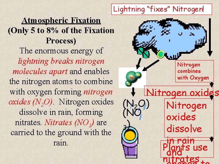 Lightning “fixes” Nitrogen! Atmospheric Fixation (Only 5 to 8% of the Fixation Process) The