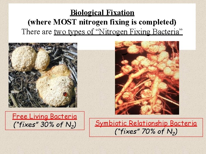 Biological Fixation (where MOST nitrogen fixing is completed) There are two types of “Nitrogen