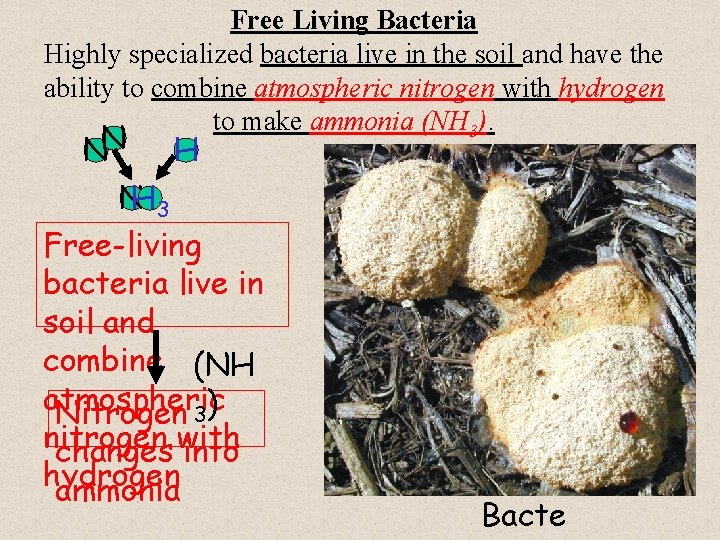 Free Living Bacteria Highly specialized bacteria live in the soil and have the ability