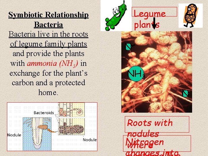 Symbiotic Relationship Bacteria live in the roots of legume family plants and provide the