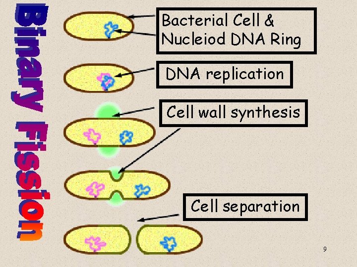 Bacterial Cell & Nucleiod DNA Ring DNA replication Cell wall synthesis Cell separation 9