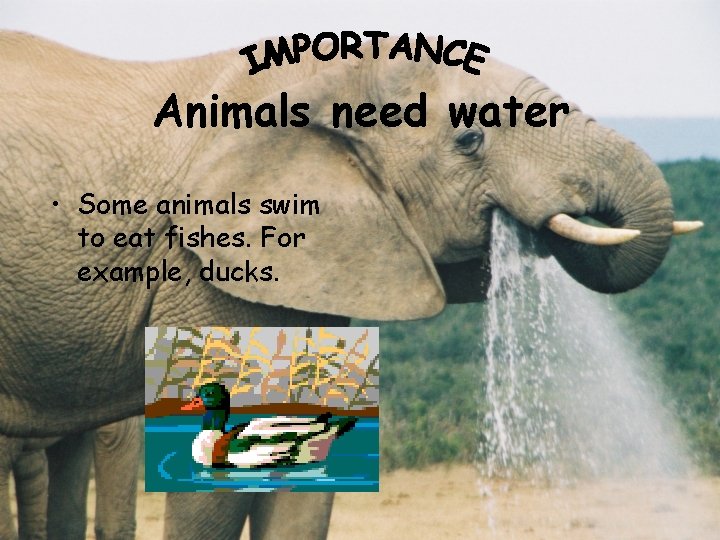 Animals need water • Some animals swim to eat fishes. For example, ducks. 