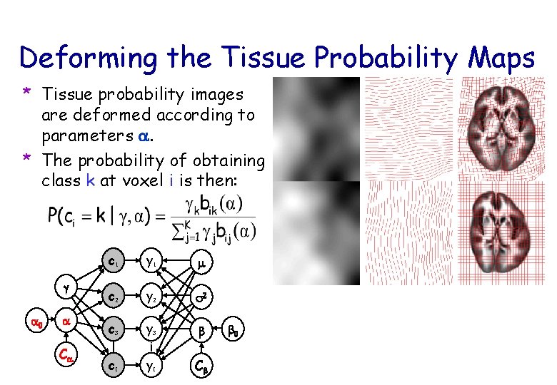 Deforming the Tissue Probability Maps * Tissue probability images are deformed according to parameters