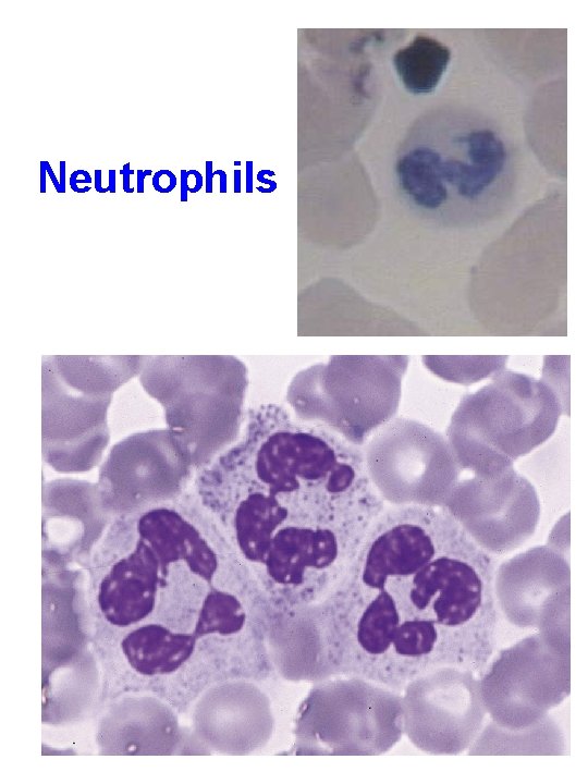 Neutrophils 