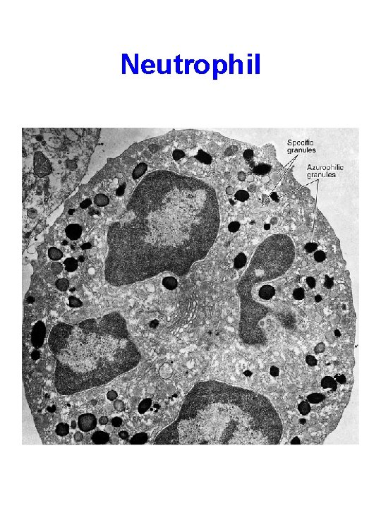 Neutrophil 