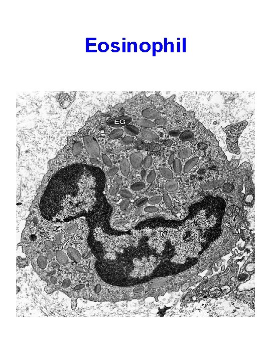 Eosinophil 