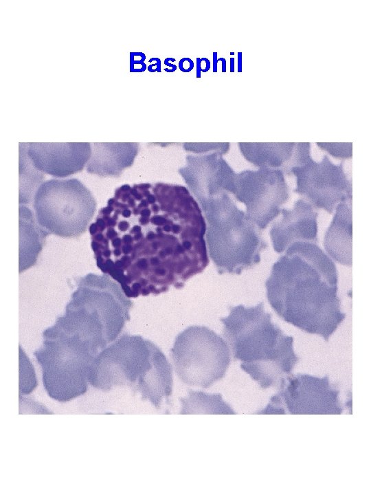 Basophil 