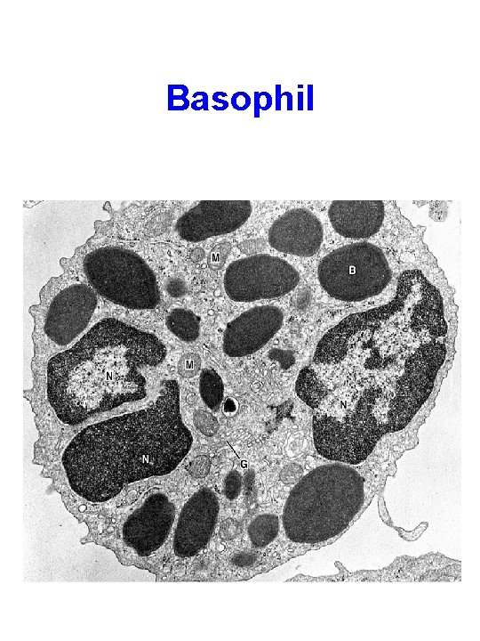 Basophil 