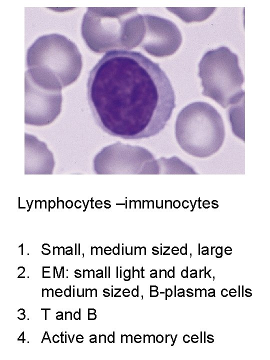 Lymphocytes –immunocytes 1. Small, medium sized, large 2. EM: small light and dark, medium