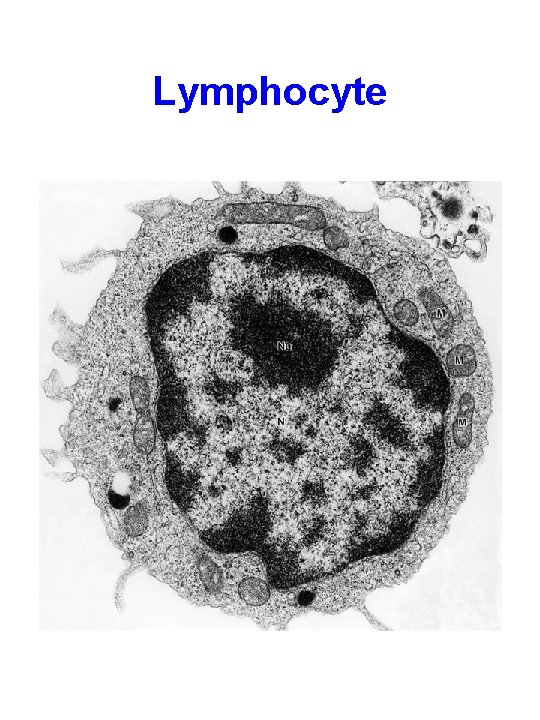 Lymphocyte 