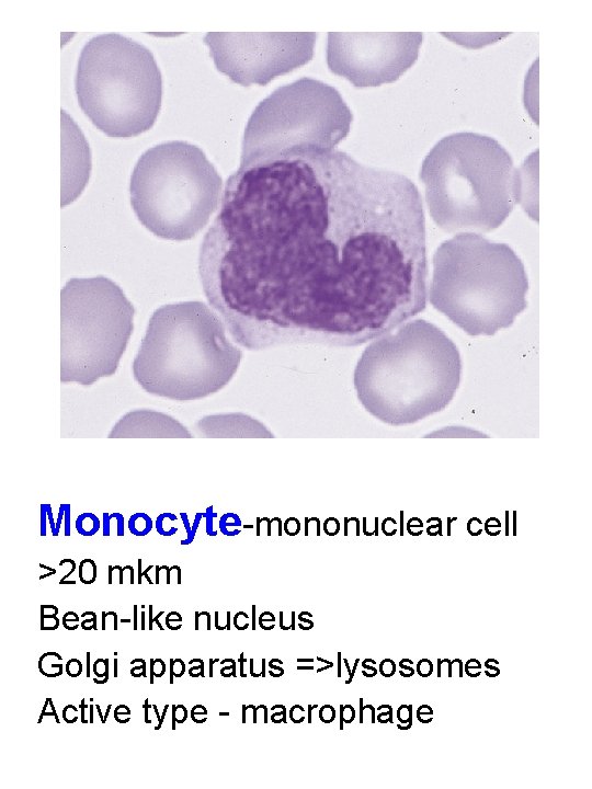 Monocyte-mononuclear cell >20 mkm Bean-like nucleus Golgi apparatus =>lysosomes Active type - macrophage 