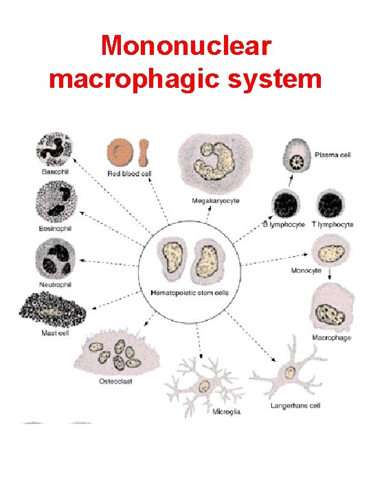 Mononuclear macrophagic system 