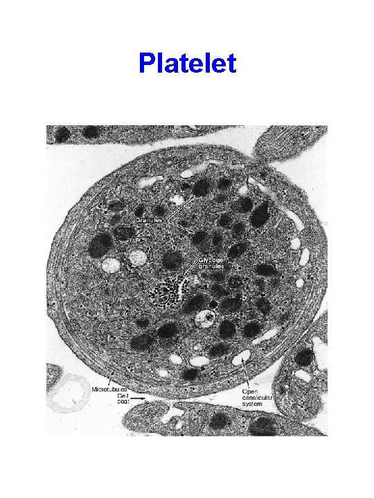 Platelet 