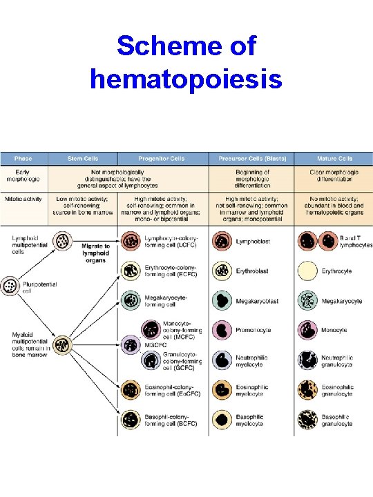 Scheme of hematopoiesis 