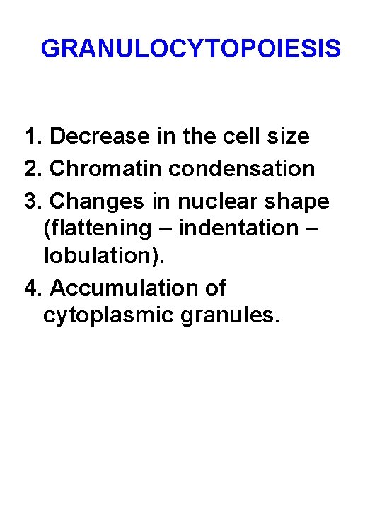 GRANULOCYTOPOIESIS 1. Decrease in the cell size 2. Chromatin condensation 3. Changes in nuclear