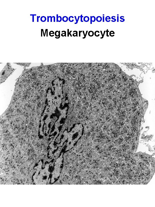 Trombocytopoiesis Megakaryocyte 
