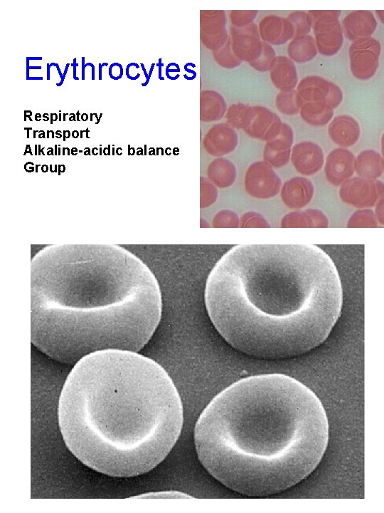 Erythrocytes Respiratory Transport Alkaline-acidic balance Group 