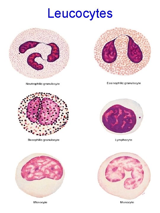 Leucocytes 