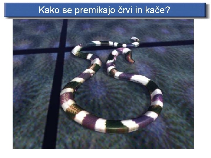 Kako se premikajo črvi in kače? 