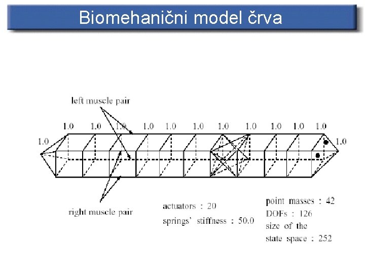 Biomehanični model črva 