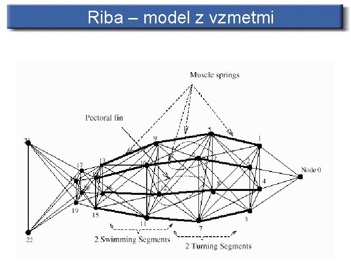 Riba – model z vzmetmi 