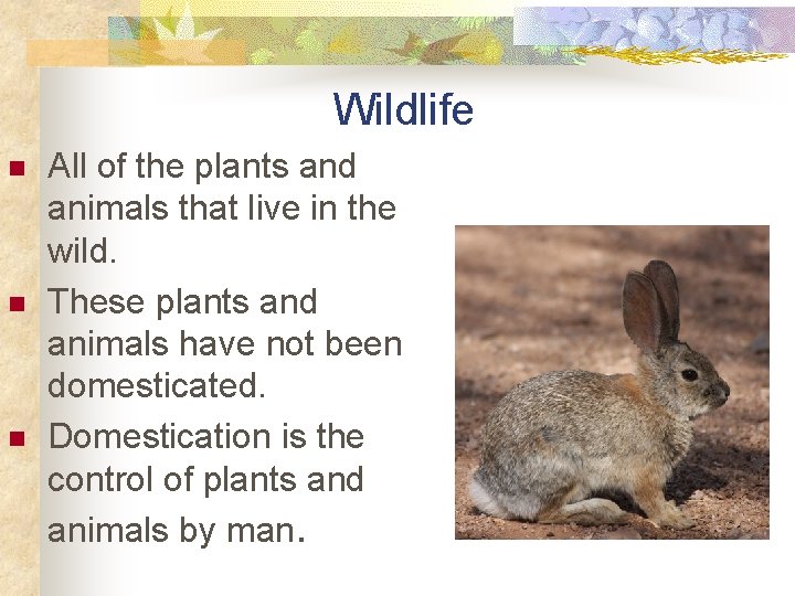 Wildlife n n n All of the plants and animals that live in the