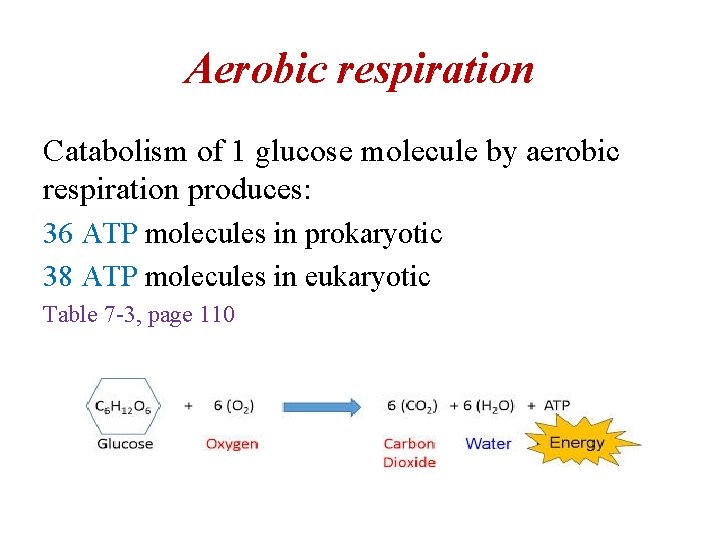 Aerobic respiration Catabolism of 1 glucose molecule by aerobic respiration produces: 36 ATP molecules