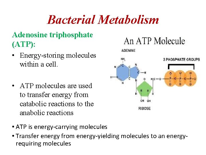 Bacterial Metabolism Adenosine triphosphate (ATP): • Energy-storing molecules within a cell. • ATP molecules